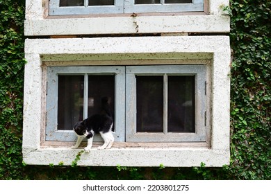 A Cat On The Window At The Country Side House