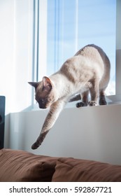 Cat On Window Jumping To The Sofa