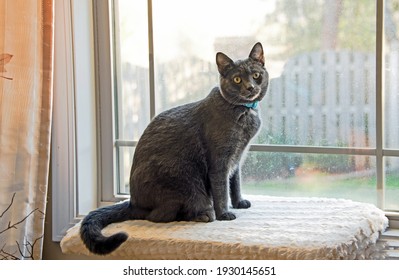 The Cat On The Window Seat