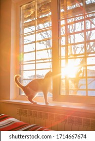 Cat On Window Sill At Beautiful Sunset