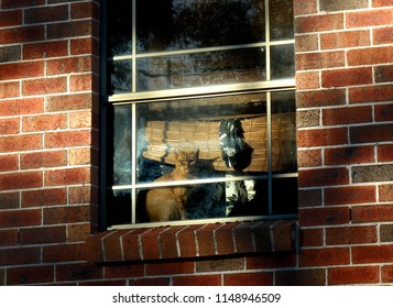 Cat On The Window Sun Bathing, View From Outside