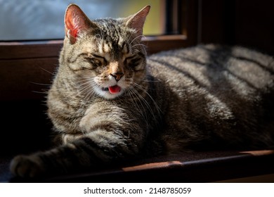 Cat On Window With Tongue Out