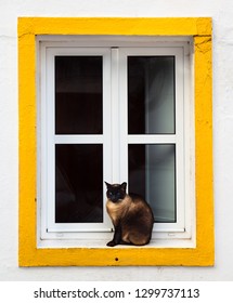 A Cat On A Windows, Joke Front Of A National Geographic Magazine