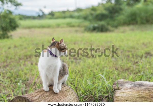 Cat On Wood One Kitty Sit Stock Photo Edit Now