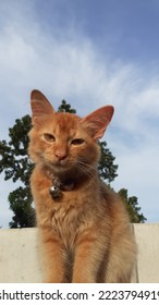 Cat Are One Of The Most Popular Pets. This Cat Is Brown And Very Cute. This Cat Is Enjoying A Sunny Morning.