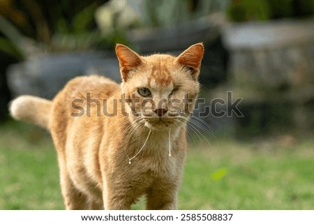 CAT WITH ONLY ONE EYE LEFT