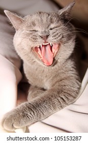 Cat With Open Mouth