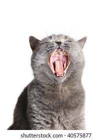 Cat With An Open Mouth.