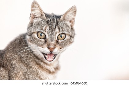 Cat with open mouth.