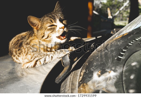 A cat with an open mouth looks into its\
reflection in the windshield of the\
car.
