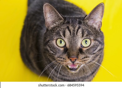 Cat With Open Mouth On A Yellow Background
