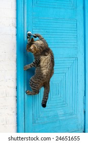 The Cat Opens A Door