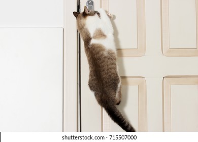 Cat Opens The Door