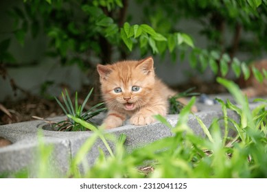cat, orange cheeky kitten Lying on a brick under a tree, mouth open. Saw this and couldn't help but smile and laugh. very silly face - Shutterstock ID 2312041125