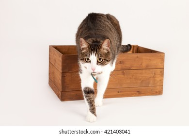 Cat Out Box Stock Photo Edit Now 421403041