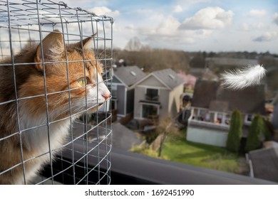 Cat In Outdoor Enclosure Or Catio. Calico Or Torbie Kitty Is Starring Intensely At A White Feather Flying By. Rooftop Patio Of A Four Story Building, Overseeing A Residential Neighborhood. Blue Sky.