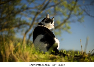 Cat outdoor portrait/ Cat outdoor portrait