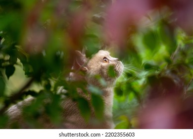 Cat Outdoors On The Prowl Behind Bush Looking Up In The Sky Observing Birds