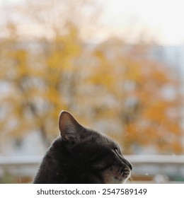 cat outside the window, cat on the balcony, view from the window, pet, fluffy gray cat, animals, animalism, - Powered by Shutterstock