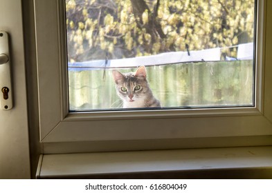 A Cat Outside A Window On A Mosquito Net