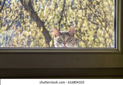 A Cat Outside A Window On A Mosquito Net