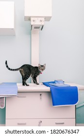 Cat Over A X Ray Machine In A Veterinary Clinic