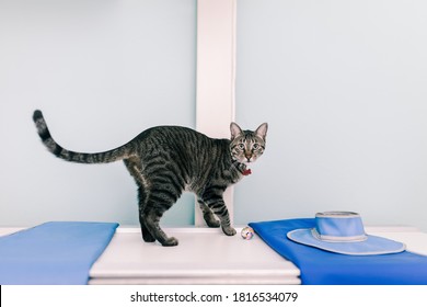 Cat Over A Xray Machine In A Veterinary Clinic