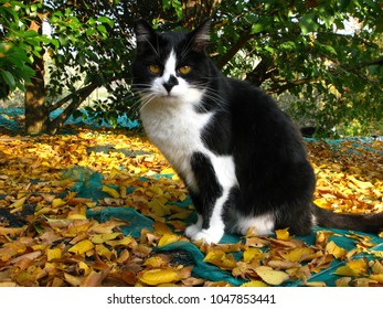 cat over yellow leaves