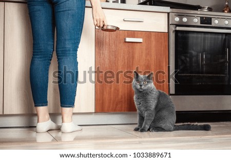 cat with the owner in the kitchen,  cat asks to eat, hungry cat, hand close-up of a bowl of food, beautiful British cat