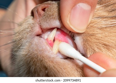 Cat Owner Putting Healing Dentifrice On His Feline's Teeth. Cat Dental Health Concept. Close Up Of The Cat's Canines And Red And Inflamed Gums. Anti-inflammatory Product For Gingivitis. 