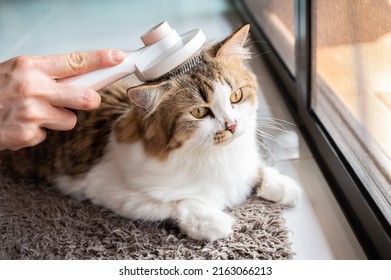 Cat owner using a brush for keep their hair from becoming tangled or matted. To minimize the amount of cat hair that escapes onto your clothes and to prevent your pet's fur from matting. - Powered by Shutterstock