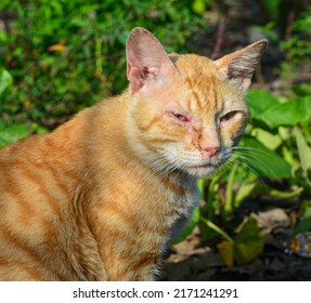 the cat is in pain. cat is sick. fever and flu . disease in cats. sick cat sunbathing. orange cat