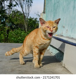 the cat is in pain. cat is sick. fever and flu . disease in cats. sick cat sunbathing .orange cat