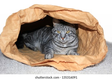 Cat In A Paper Sack, German Saying