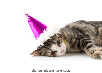cat with party hat on white background