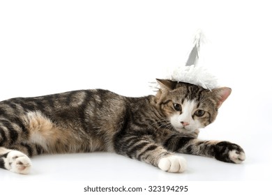 Joyeux Anniversaire Chat Photos Et Images De Stock Shutterstock