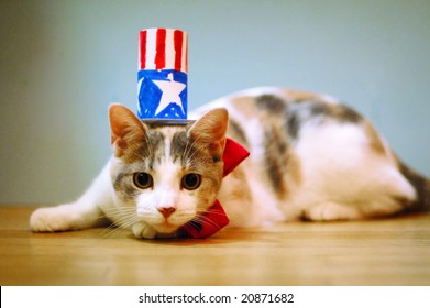 A cat with a patriotic costume