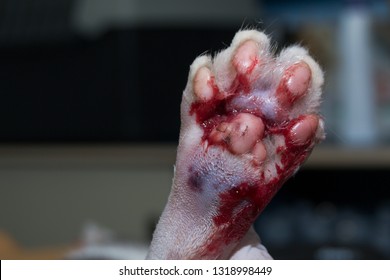 cat paw with bite wound and blood