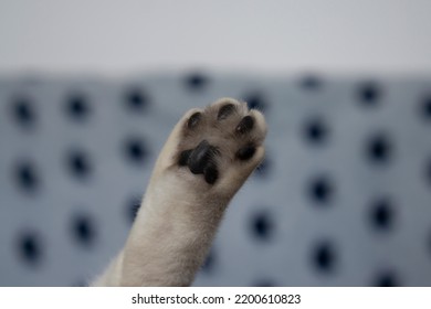 Cat Paw. Close Up Of A Cat Paw With Black Colored Toe Beans With Copy Space
