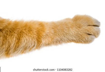 cat paw isolated on white background - Shutterstock ID 1104083282