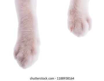 Cat Paw Isolated On White Background