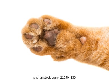 Cat Paw Isolated On White Background