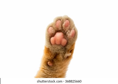 Cat Paw Isolated On White Background