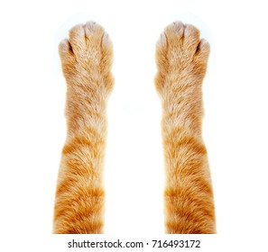 Cat Paw Isolated On White Background