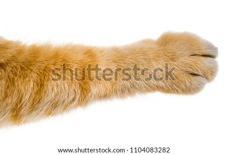 cat paw isolated on white background