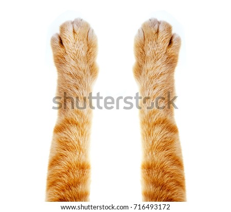 cat paw isolated on white background
