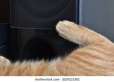 Cat Paw On An Audio Speaker. Happy Cat Sleeping Beside The Speaker At Home.  Copy Space Is On The Left Side. 