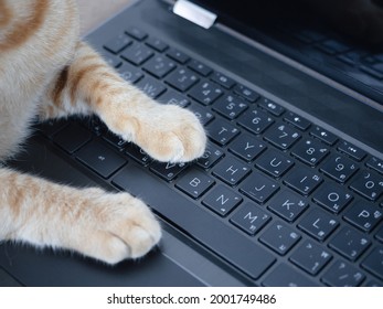 paws typing program free download