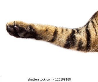 Cat Paw On White Background