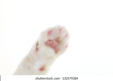 Cat Paw On White Background